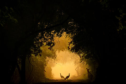 Silhouette of peahens